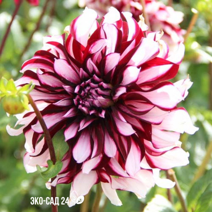 Саженцы Георгина Тартан, купить в Крыму