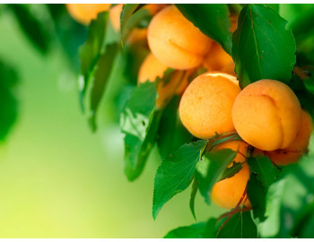 Как вырастить саженцы абрикосового дерева ?