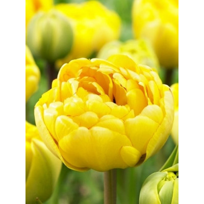 Тюльпан махровый поздний "Йеллоу Помпонет" (Yellow Pompenette) 3шт в упаковке (размер 11/12)